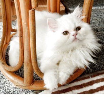 ペルシャ【岡山県・男の子・2025年7月31日・ホワイト】の写真「大福みたいな男の子」