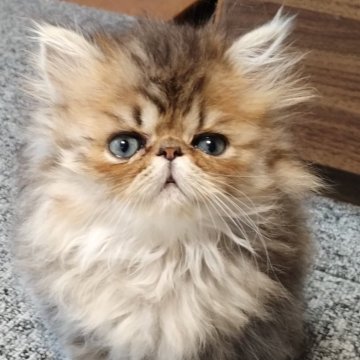 ペルシャ(チンチラ)【岡山県・男の子・2025年8月20日・シェーデッドゴールデン】の写真「こぼれ落ちそうな大きな目のブサカワ君✨」