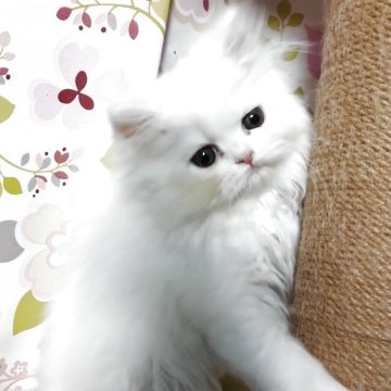 ペルシャ【岡山県・女の子・2025年9月16日・ホワイト】の写真「うるうる可愛い女の子」