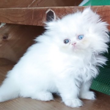 ペルシャ【岡山県・女の子・2025年9月16日・ホワイト】の写真「オッドアイの女の子」