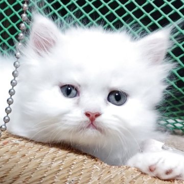 ペルシャ【岡山県・男の子・2025年6月21日・ホワイト】の写真「頭にうっすら一筆ある四男くん」