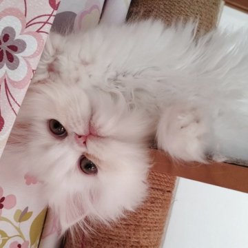 ペルシャ【岡山県・男の子・2025年9月16日・ホワイト】の写真「フワフワ可愛い男の子🍀」