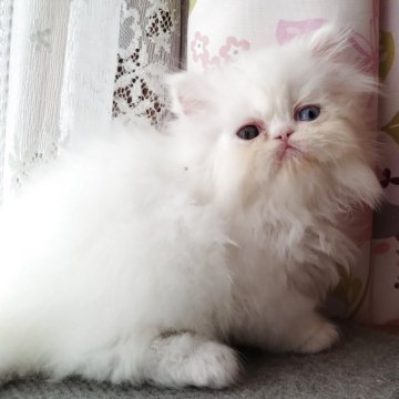 ペルシャ【岡山県・女の子・2025年9月16日・ホワイト】の写真「オッドアイの女の子」