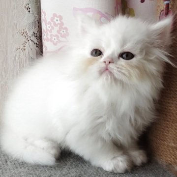 ペルシャ【岡山県・女の子・2025年9月16日・ホワイト】の写真「うるうる可愛い女の子」