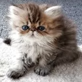 ペルシャ(チンチラ)