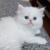 ペルシャ