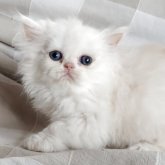 ペルシャ