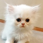 ペルシャ