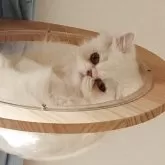 ペルシャ