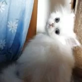 ペルシャ【岡山県・男の子・2025年7月31日・クリーム&ホワイト】の写真1