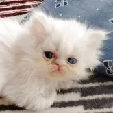 ペルシャ
