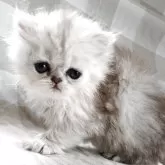 ペルシャ(チンチラ)