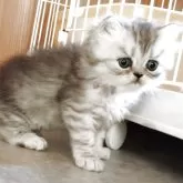 ペルシャ(チンチラ)
