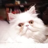 ペルシャ