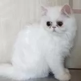 ペルシャ