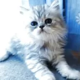 ペルシャ(チンチラ)