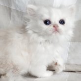 ペルシャ