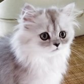 ペルシャ(チンチラ)