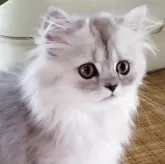 ペルシャ(チンチラ)