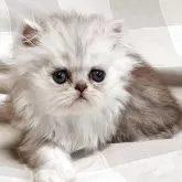 ペルシャ(チンチラ)