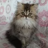 ペルシャ(チンチラ)【岡山県・女の子・2025年3月10日・シェーデッドゴールデン】の写真2