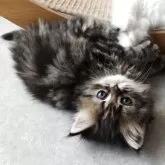 ペルシャ【岡山県・女の子・2025年7月31日・ブラウンタビー】の写真7