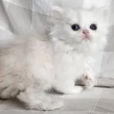 ペルシャ【岡山県・男の子・2025年7月31日・クリーム&ホワイト】の写真11