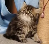 ペルシャ【岡山県・女の子・2025年7月31日・ブラウンタビー】の写真3