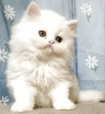 ペルシャ【岡山県・男の子・2025年7月31日・ホワイト】の写真10