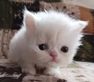 ペルシャ【岡山県・男の子・2025年2月1日・クリーム&ホワイト】の写真10