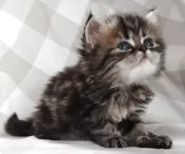 ペルシャ【岡山県・女の子・2025年7月31日・ブラウンタビー】の写真11