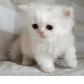 ペルシャ【岡山県・男の子・2025年7月31日・クリーム&ホワイト】の写真12