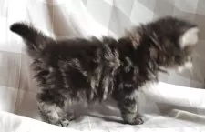 ペルシャ【岡山県・男の子・2025年7月31日・ブラウンタビー】の写真11