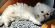 ペルシャ【岡山県・男の子・2025年2月1日・クリーム&ホワイト】の写真12
