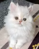 ペルシャ【岡山県・男の子・2025年2月1日・クリーム&ホワイト】の写真6