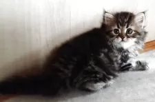 ペルシャ【岡山県・男の子・2025年7月31日・ブラウンタビー】の写真9