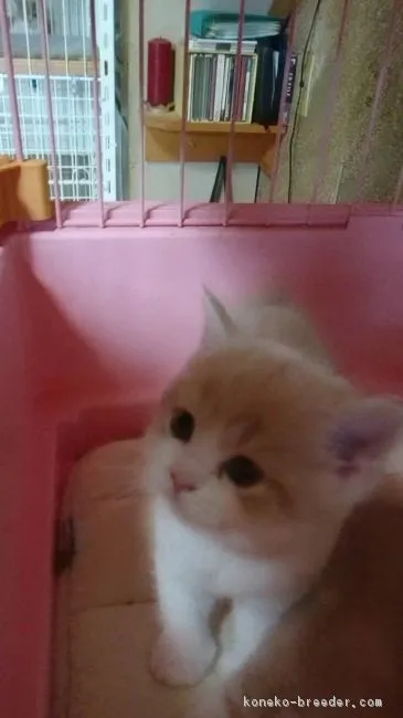 ID：1807-01628の子猫