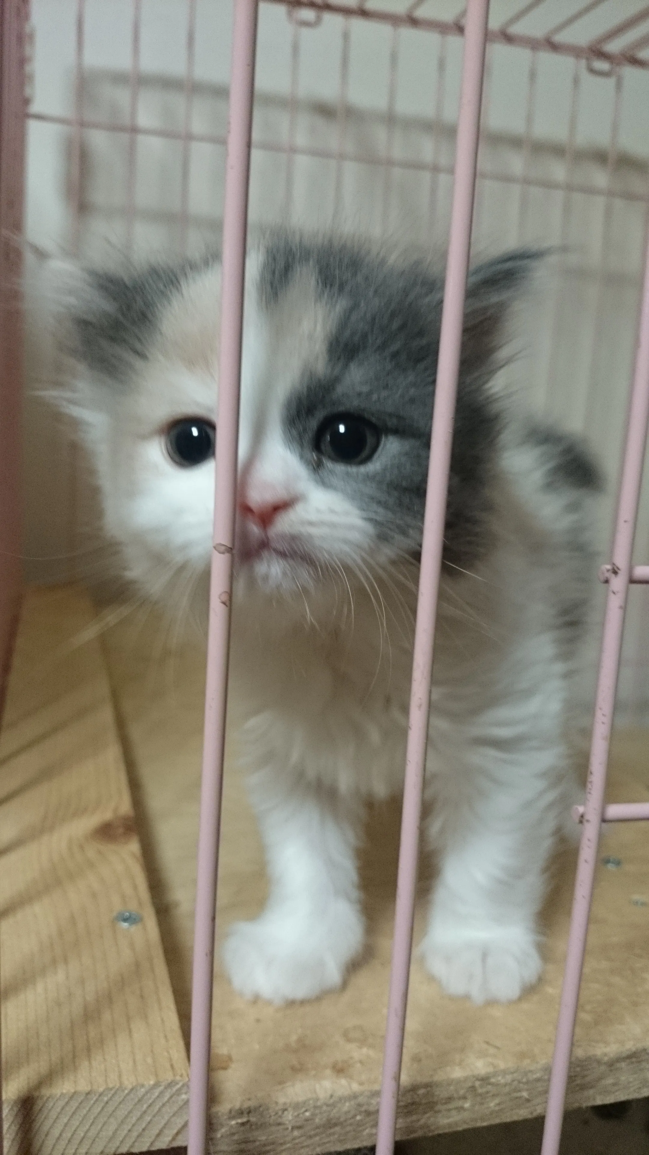 ID：1604-00462の子猫