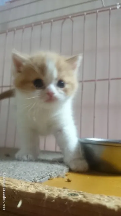 ID：1703-00870の子猫
