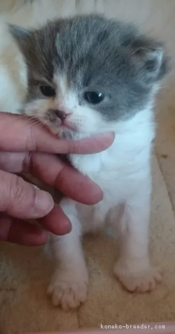 ID：1703-00276の子猫