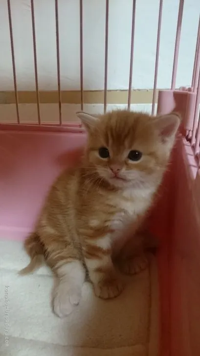 ID：1702-00159の子猫