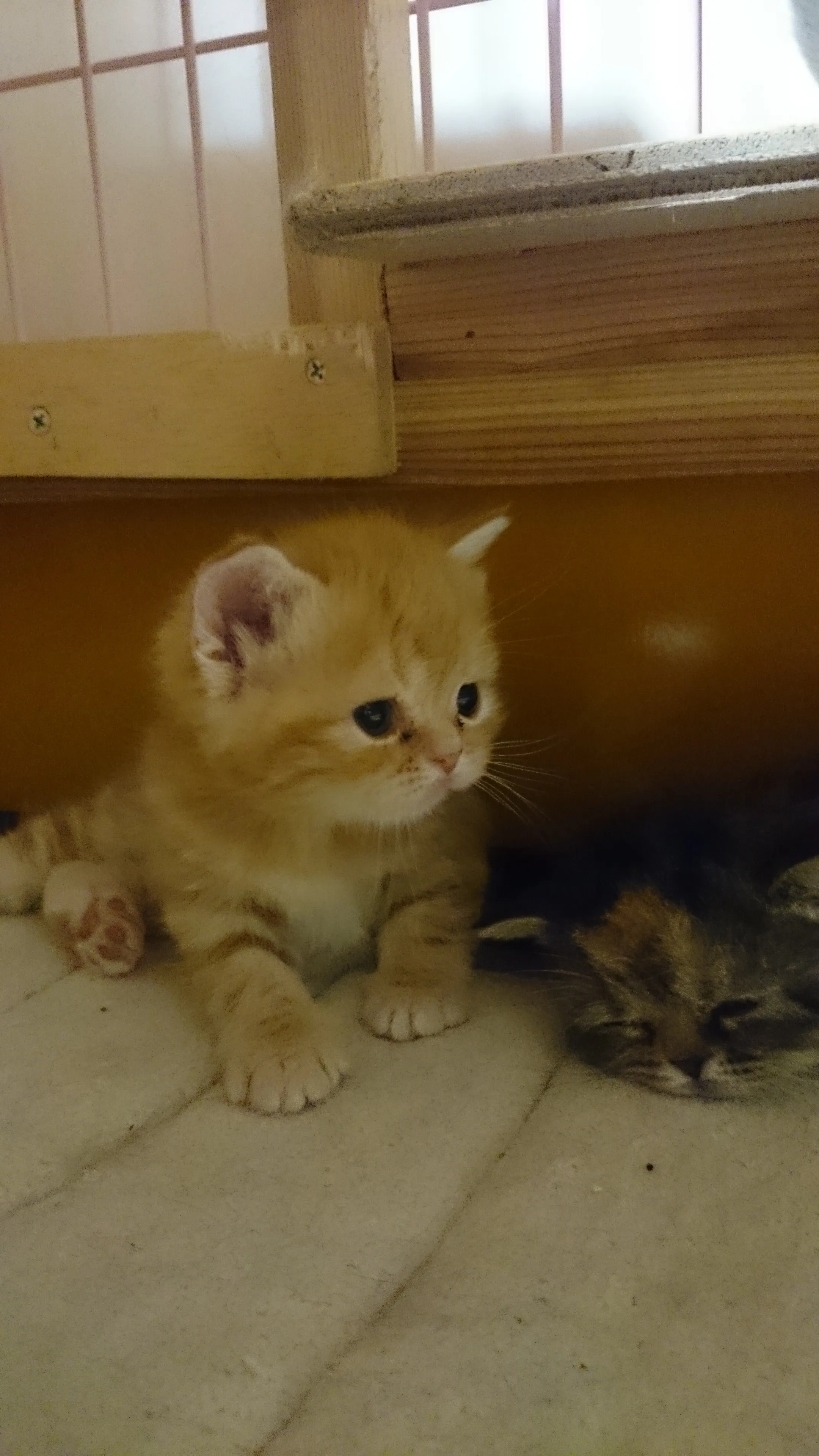 ID：1605-00709の子猫