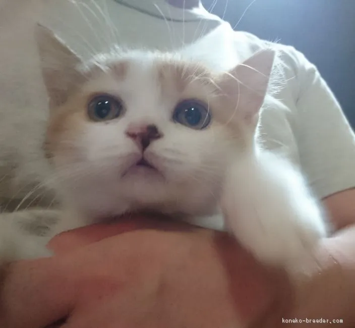 ID：2006-01435の子猫