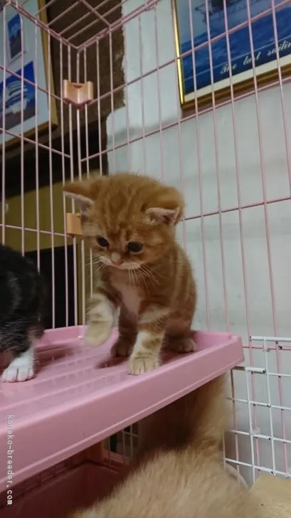 ID：1710-00239の子猫