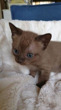 ボンベイ【静岡県・女の子・2020年5月2日・セーブル】の写真「両親チャンピオン優良血統」