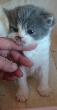 スコティッシュフォールド【静岡県・女の子・2017年2月3日・ブルー&ホワイト（セミロング）】の写真「まん丸顔のおっとりさん」