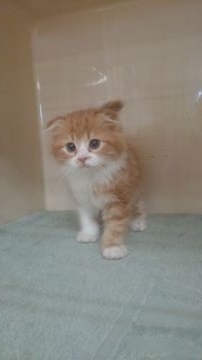 スコティッシュフォールド【静岡県・男の子・2015年3月19日・レッドタビー&ホワイト（ロングヘアー）】の写真「折れ耳セミロングヘアーです。ワクチン3種１回接種済」