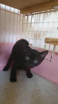 ボンベイ【静岡県・男の子・2019年6月24日・ブラック】の写真「両親チャンピオン優良血統 最新動画あり」