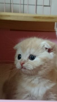 スコティッシュフォールド【静岡県・女の子・2017年1月1日・レッドクラシックタビー&ホワイト（ショートヘアー）】の写真「」