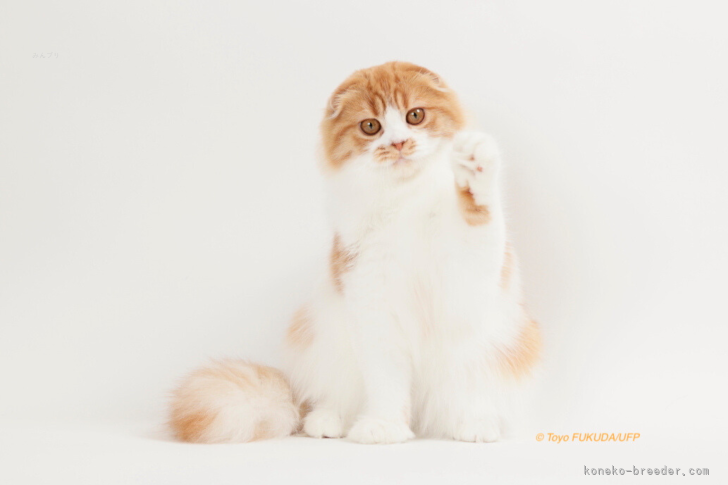 TICA  2024 SCOTTISHFOLD LONGHAIR アジア年間１位💎コタ君｜山口　修広(やまぐち　のぶひろ)ブリーダー(埼玉県・ラグドールなど・CFA/TICA/BCF登録)の紹介写真6